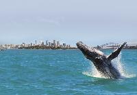 Oz Whale Watching Sydney Harbour